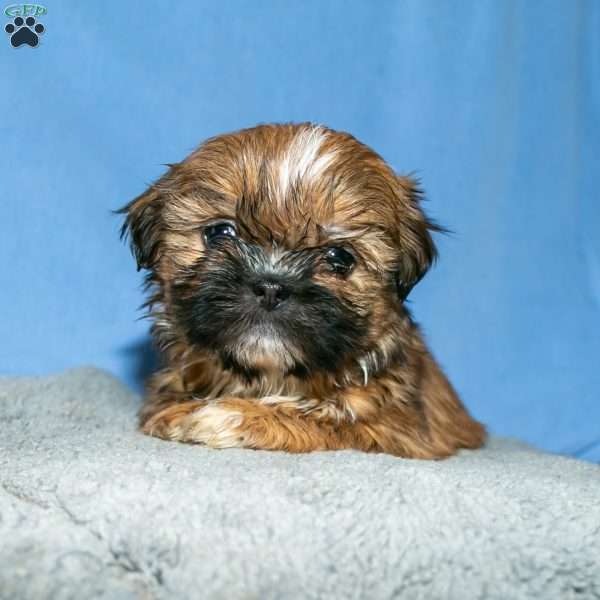 Nana, Shih Tzu Puppy